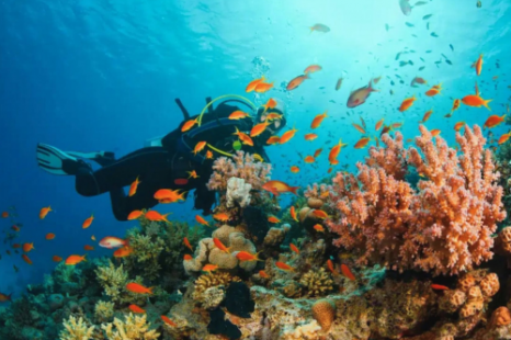 Tour Cù Lao Chàm 1 Ngày Bằng Ca Nô – Lặn Ngắm San Hô & Thưởng Thức Hải Sản Tươi Ngon Tour Cù Lao Chàm 1 Ngày Bằng Ca Nô – Lặn Ngắm San Hô & Thưởng Thức Hải Sản Tươi Ngon