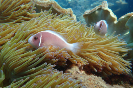 Tour Cù Lao Chàm 1 Ngày Bằng Ca Nô – Lặn Ngắm San Hô & Thưởng Thức Hải Sản Tươi Ngon Tour Cù Lao Chàm 1 Ngày Bằng Ca Nô – Lặn Ngắm San Hô & Thưởng Thức Hải Sản Tươi Ngon