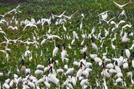 Tour Du Lịch Sài Gòn - Đồng Tháp (Vườn Cò Sa Đéc) - Vinh Sang 3 Ngày 2 Đêm