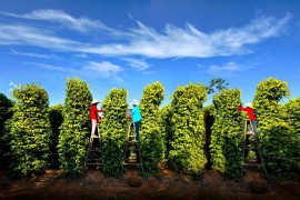 Tour Tham Quan Đông Đảo - Nam Đảo Phú Quốc 1 Ngày