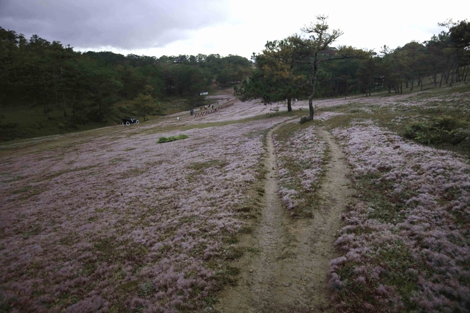 Description: Đà Lạt vào mùa cỏ hồng ngày chớm đông