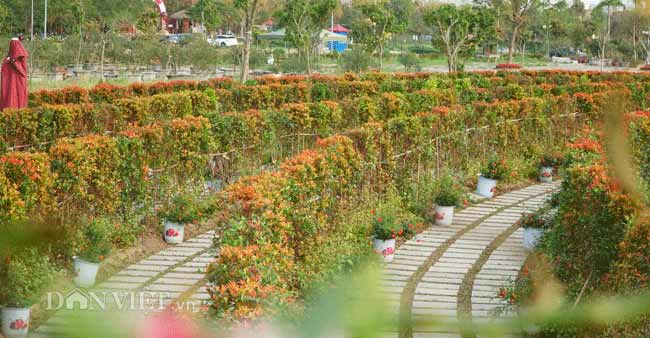 Description: Clip: Mê cung hoa lớn nhất Việt Nam đẹp như cổ tích ở Hà Nội - 4