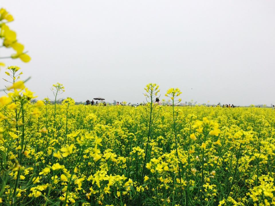 Description: Ngẩn ngơ ngắm cánh đồng hoa cải vàng nở rộ ở ngoại thành Hà Nội - 1
