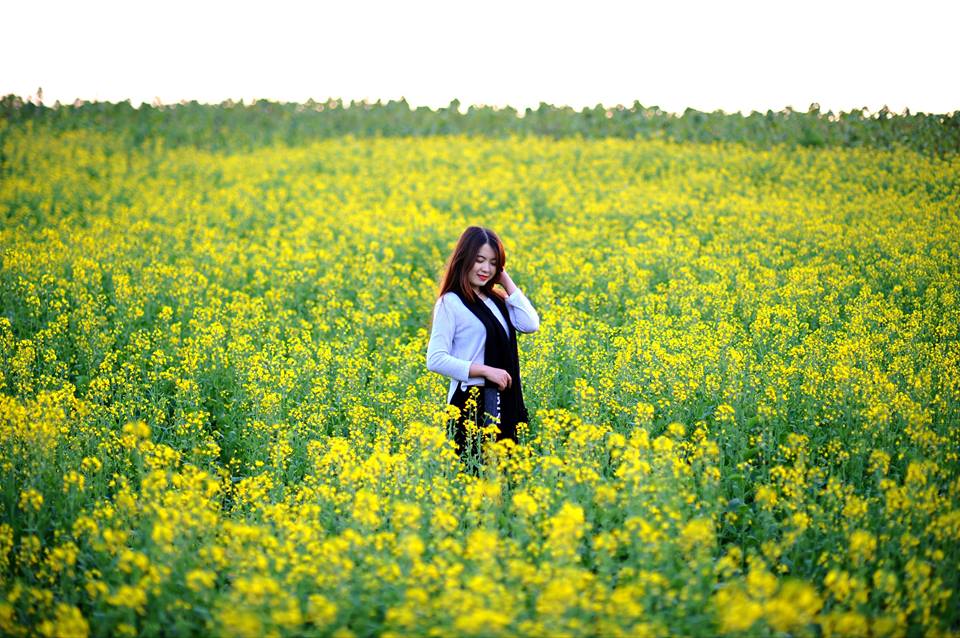 Description: Ngẩn ngơ ngắm cánh đồng hoa cải vàng nở rộ ở ngoại thành Hà Nội - 4