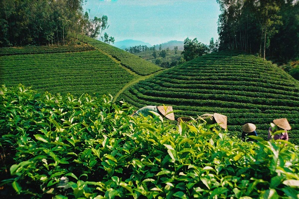 Trà Ô Long chỉ được trồng ở Trại Mát