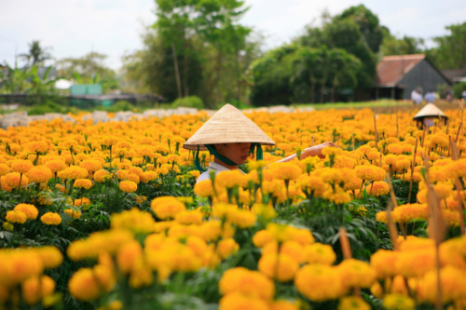 Tour Miền Tây Đồng Tháp - Cần Thơ 2 Ngày 1 Đêm | Làng hoa - Chợ nổi - Cồn Sơn - Chùa & Nhà cổ