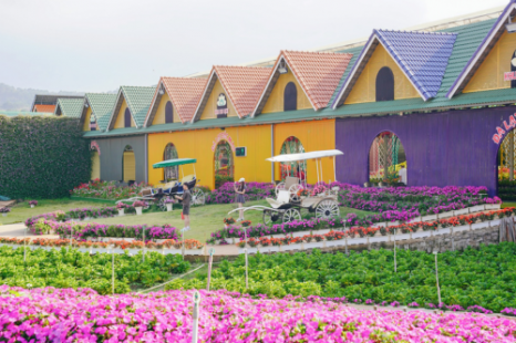 Tour Đà Nẵng - Đà Lạt - Miền Tây (Đồng Tháp - Vĩnh Long - Cần Thơ) 5 Ngày 4 Đêm