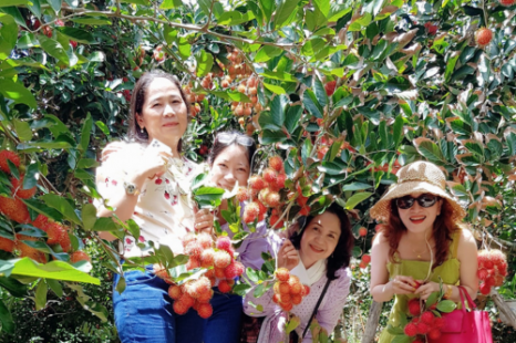 Tour Đà Nẵng - Đà Lạt - Miền Tây (Đồng Tháp - Vĩnh Long - Cần Thơ) 5 Ngày 4 Đêm