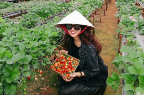 Tour Sài Gòn - Đà Lạt 2N1Đ | Langbiang - Đồi Robin - Vườn Dâu - Thác Datanla - Crazy house - Thiền Viện Trúc Lâm