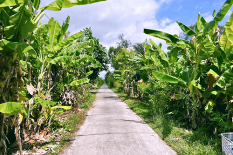  Tour Du Lịch Cộng Đồng Cồn Chim Trà Vinh 1 Ngày | Về Miền Tây Sống Lại Ký Ức Tuổi Thơ