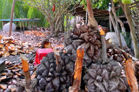  Tour Du Lịch Cộng Đồng Cồn Chim Trà Vinh 1 Ngày | Về Miền Tây Sống Lại Ký Ức Tuổi Thơ