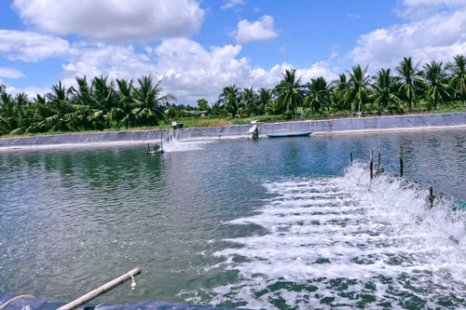  Tour Du Lịch Cộng Đồng Cồn Chim Trà Vinh 1 Ngày | Về Miền Tây Sống Lại Ký Ức Tuổi Thơ