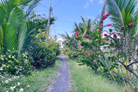  Tour Du Lịch Cộng Đồng Cồn Chim Trà Vinh 1 Ngày | Về Miền Tây Sống Lại Ký Ức Tuổi Thơ