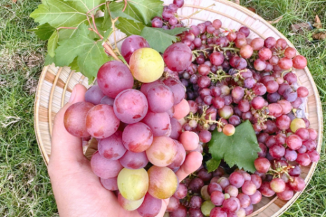 Tour 9 Tỉnh MIỀN TÂY 5N4Đ | Đi Trọn Cửu Long - Cây Trái Sông Nước - Hương Sắc Miền Quê