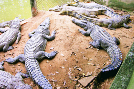 Tour 9 Tỉnh MIỀN TÂY 5N4Đ | Đi Trọn Cửu Long - Cây Trái Sông Nước - Hương Sắc Miền Quê