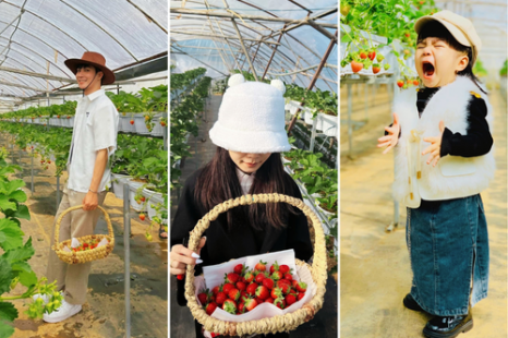 Tour Đà Lạt 3 Ngày 3 Đêm (Xe Giường Nằm) - KH từ TP.HCM | Langbiang Land - Quê Garden - Chuyến Tàu Cổ
