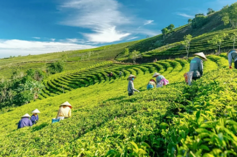 Tour Đà Lạt 4 Ngày 3 Đêm | Tuyệt Tác Phố Núi - Lạc Bước Giữa Rừng Hoa Và Đón Sương Chùng Chình