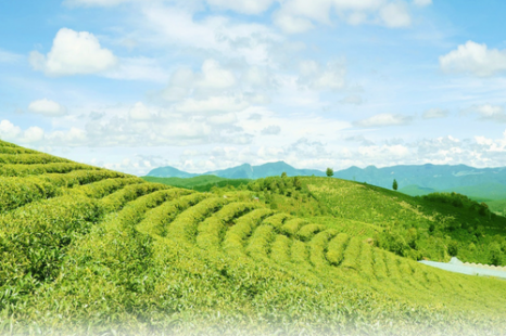 Tour Đà Lạt 4 Ngày 3 Đêm | Tuyệt Tác Phố Núi - Lạc Bước Giữa Rừng Hoa Và Đón Sương Chùng Chình