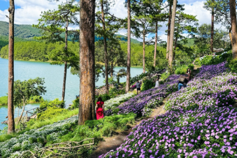 Tour Đà Lạt 4 Ngày 3 Đêm | Tuyệt Tác Phố Núi - Lạc Bước Giữa Rừng Hoa Và Đón Sương Chùng Chình