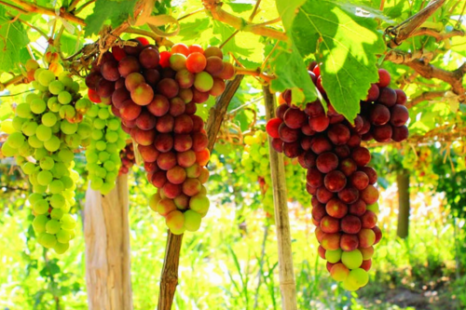 TOUR NHA TRANG 3 Ngày 3 Đêm (Xe Giường Nằm) | Khám phá Bãi Tranh - Vịnh San Hô - Tắm Bùn Tháp Bà