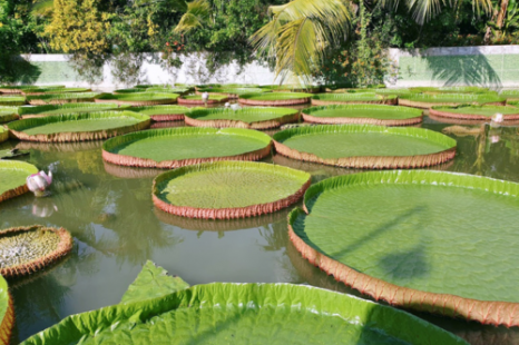 Tour 9 Tỉnh MIỀN TÂY 5N4Đ | Đi Trọn Cửu Long - Cây Trái Sông Nước - Hương Sắc Miền Quê