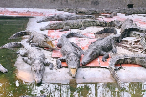 Tour 8 Tỉnh MIỀN TÂY 4N3Đ | Tiền Giang - Bến Tre - Cần Thơ - Sóc Trăng - Bạc Liêu - Cà Mau - Kiên Giang - An Giang