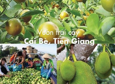 "Tiết lộ" Địa chỉ miệt vườn Cái Bè nằm ở đâu?