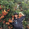 Thông tin địa chỉ vườn trái cây Vĩnh Kim Tiền Giang 