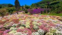 Giới thiệu về vườn hoa Nhật Bản Đà Lạt