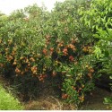 Giới thiệu vườn chôm chôm ở An Bình Vĩnh Long