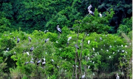 Khám phá "thiên đường hoang dã" ở vườn chim Bạc Liêu