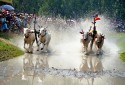 Tưng bừng lễ hội đua bò Bảy Núi sôi động ở An Giang