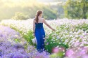 Du lịch Đà Lạt tháng 7 có gì đẹp? mùa hoa Lavender rạng rỡ
