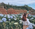 Giới thiệu về vườn hoa cẩm tú cầu ở Đà Lạt