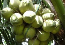 Turne 1 ditor Ben Tre - Phong Nam - Nhon Thanh Turne 1 ditor Ben Tre - Phong Nam - Nhon Thanh