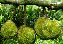 Tour Du Lịch Miền Tây 1 Ngày Cái Mơn – Chợ Lách Tour Du Lịch Miền Tây 1 Ngày Cái Mơn – Chợ Lách