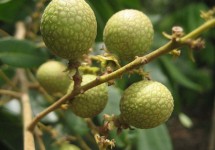 Chuyến Du Lịch Miền Tây 4 Ngày (Mỹ Tho - Vĩnh Long - Cần Thơ - Châu Đốc) Chuyến Du Lịch Miền Tây 4 Ngày (Mỹ Tho - Vĩnh Long - Cần Thơ - Châu Đốc)