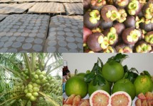 Tour Ben Tre - Cai Mon - Cho Lach - Vinh Sang - Can Tho 4 ditë 3 netë Tour Ben Tre - Cai Mon - Cho Lach - Vinh Sang - Can Tho 4 ditë 3 netë