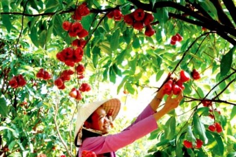 Tour Du Lịch Sài Gòn - Tây Ninh - Mỹ Tho - Bến Tre - Cần Thơ 5 Ngày