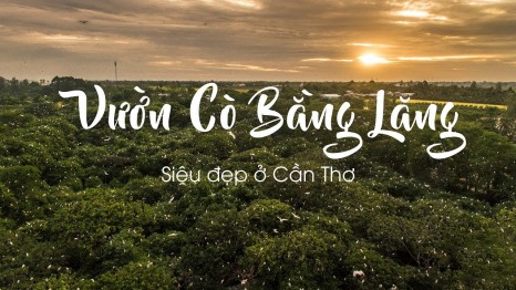 Thông tin Địa chỉ vườn cò Bằng Lăng ở đâu? Du khách đã biết chưa?