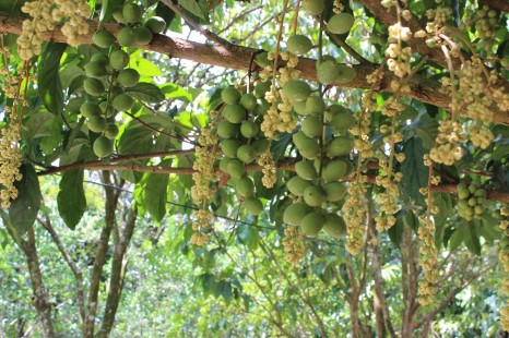 Tham quan Vườn trái cây 9 Hồng nổi tiếng ở Cần Thơ
