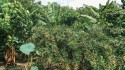 “Xuyến xao” với vườn trái cây Mỹ Khánh đẹp nao lòng ở Cần Thơ