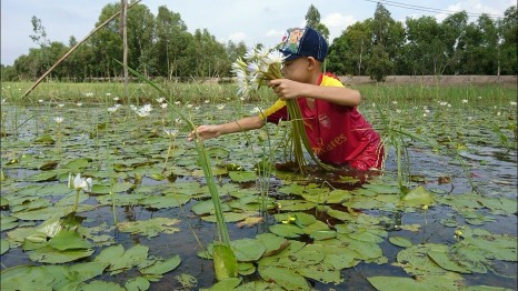 ​Bông súng – “Đặc sản mùa nước nổi” ở miền Tây