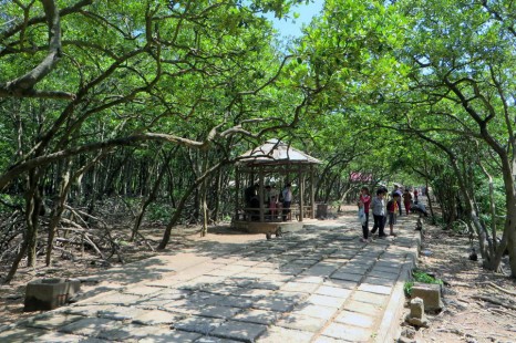 TOUR ĐẢO KHỈ CẦN GIỜ 1 Ngày | Rừng Ngập Mặn - Khu Bảo Tồn Cá Sấu - Căn Cứ Rừng Sác - Biển - Chợ Hải Sản