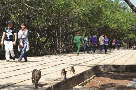 TOUR ĐẢO KHỈ CẦN GIỜ 1 Ngày | Rừng Ngập Mặn – Khu Bảo Tồn Cá Sấu – Căn Cứ Rừng Sác – Biển – Chợ Hải Sản