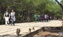 TOUR ĐẢO KHỈ CẦN GIỜ 1 Ngày | Rừng Ngập Mặn - Khu Bảo Tồn Cá Sấu - Căn Cứ...
