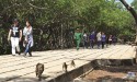 TOUR ĐẢO KHỈ CẦN GIỜ 1 Ngày | Rừng Ngập Mặn – Khu Bảo Tồn Cá Sấu – Căn Cứ...