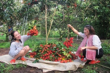 Tour Miền Tây 1 Ngày (CÁI BÈ - VĨNH LONG) | Cù Lao Tân Phong - Làng Nghề Truyền Thống - Vườn Trái Cây