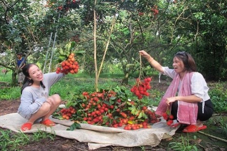 Tour Cái Bè miền Tây 1 Ngày | Thánh Thất - Cù Lao - Vườn Trái Cây - Làng Nghề - Nhà Cổ Ba Kiệt