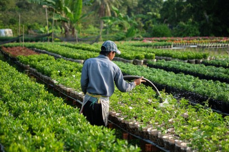 CÁI BÈ - CẦN THƠ - SA ĐÉC (3 Ngày) | Vườn Trái Cây - Chợ Nổi - Cồn Sơn - Làng Hoa - Chùa Lá Sen - Nhà Cổ 